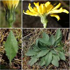 Attēlu rezultāti vaicājumam “Hieracium”
