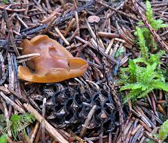 Attēlu rezultāti vaicājumam “Sacchiphantes abietis exuvia”