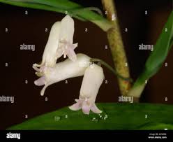 Attēlu rezultāti vaicājumam “Polygonatum verticillatum leaf”