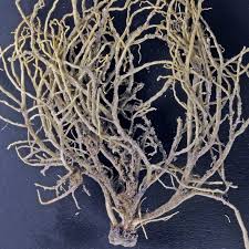 Attēlu rezultāti vaicājumam “Ramalina calicaris”