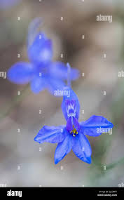 Attēlu rezultāti vaicājumam “Consolida regalis fruit”