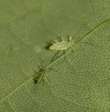 Attēlu rezultāti vaicājumam “Drepanosiphum platanoidis”