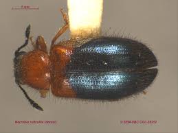 Attēlu rezultāti vaicājumam “Necrobia violacea”