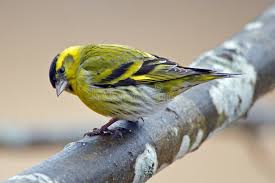 Attēlu rezultāti vaicājumam “Carduelis spinus male”