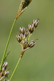 Attēlu rezultāti vaicājumam “Juncus squarrosus”
