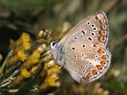 Attēlu rezultāti vaicājumam “Polyommatus icarus female”