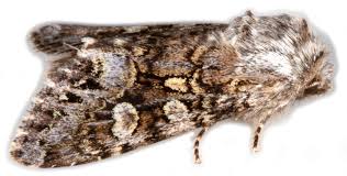 Attēlu rezultāti vaicājumam “Papestra biren”