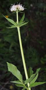 Attēlu rezultāti vaicājumam “Valerianaceae”