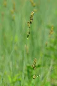 Attēlu rezultāti vaicājumam “Carex hartmanii”