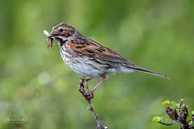Attēlu rezultāti vaicājumam “Emberiza schoeniclus eggs”