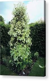 Attēlu rezultāti vaicājumam “Populus x jackii”