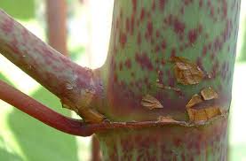 Attēlu rezultāti vaicājumam “Reynoutria japonica”