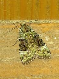 Attēlu rezultāti vaicājumam “Anaplectoides prasina”