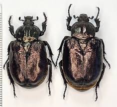 Attēlu rezultāti vaicājumam “Osmoderma barnabita”