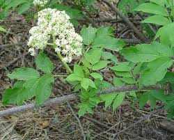 Attēlu rezultāti vaicājumam “Adoxaceae”
