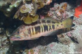 Image result for Serranus atricauda