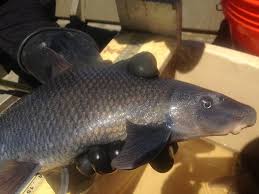 Image result for Cycleptus elongatus