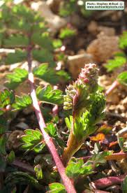 Attēlu rezultāti vaicājumam “Poterium sanguisorba flower”