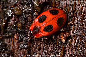 Attēlu rezultāti vaicājumam “Endomychus coccineus”