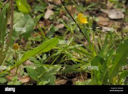 Attēlu rezultāti vaicājumam “Ranunculus auricomus flower”