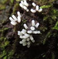 Attēlu rezultāti vaicājumam “Stemonitopsis typhina spores”