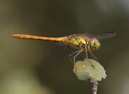 Attēlu rezultāti vaicājumam “Sympetrum flaveolum”