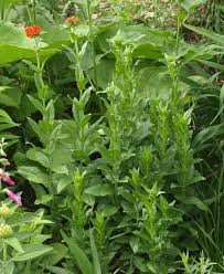Attēlu rezultāti vaicājumam “Silene chalcedonica fruit”