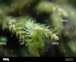 Attēlu rezultāti vaicājumam “Leskea polycarpa macro”