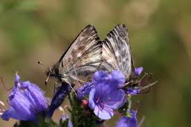Attēlu rezultāti vaicājumam “Carcharodus floccifera upperside”