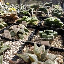 Image result for Haworthia mix