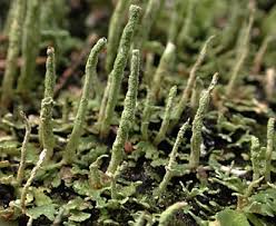 Attēlu rezultāti vaicājumam “Cladonia coniocraea”