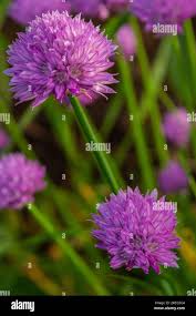 Attēlu rezultāti vaicājumam “Allium schoenoprasum bud”