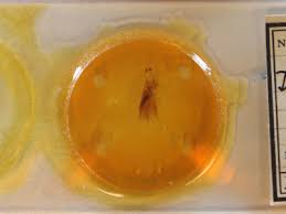 Attēlu rezultāti vaicājumam “Dypterygia scabriuscula”