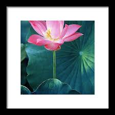 Attēlu rezultāti vaicājumam “Lotus sp. flower”