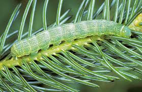 Attēlu rezultāti vaicājumam “Orthosia sp. larva”