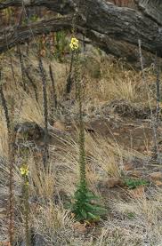 Attēlu rezultāti vaicājumam “Verbascum blattaria flower”