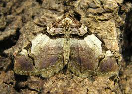 Attēlu rezultāti vaicājumam “Pareulype berberata”