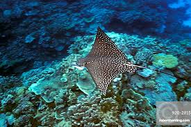 Image result for Aetobatus narinari