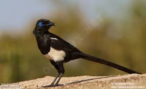 Attēlu rezultāti vaicājumam “Pica pica adult”