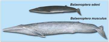 Image result for Balaenoptera musculus