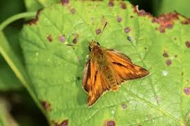 Attēlu rezultāti vaicājumam “Ochlodes sylvanus male”