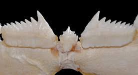 Image result for Hexanchus griseus