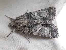 Attēlu rezultāti vaicājumam “Acronicta auricoma larva”