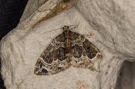 Attēlu rezultāti vaicājumam “Ecliptopera silaceata”