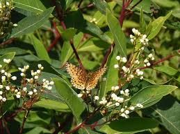 Attēlu rezultāti vaicājumam “Clossiana selene underside”