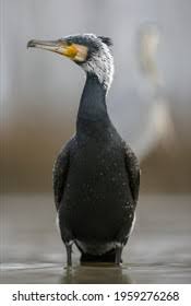Attēlu rezultāti vaicājumam “Phalacrocorax carbo adult”
