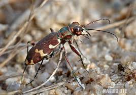 Attēlu rezultāti vaicājumam “Cicindela hybrida”