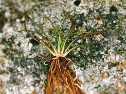 Attēlu rezultāti vaicājumam “Isoetes lacustris”