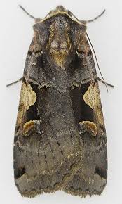 Attēlu rezultāti vaicājumam “Xestia c-nigrum”