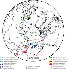 Image result for Salvelinus alpinus taranetzi